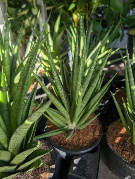 SANSEVERIA FRANCISI 8€ SANSEVERIA FRANCISI 8€