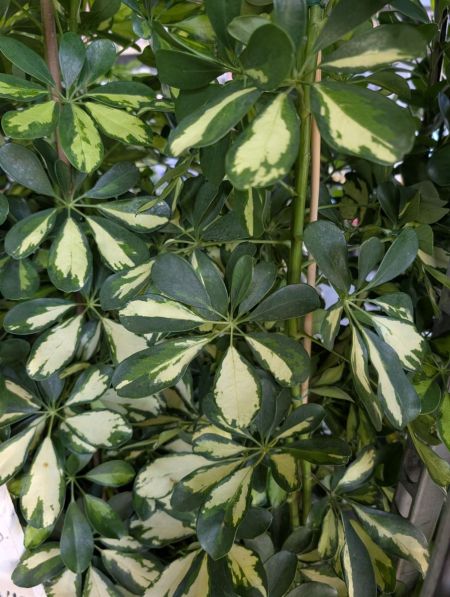 SCHEFFLERA-PANACHE- par 2 = 19€ sinon 1x=27€ l'unité SCHEFFLERA-PANACHE- par 2 = 19€ sinon 1x=27€ l'unité