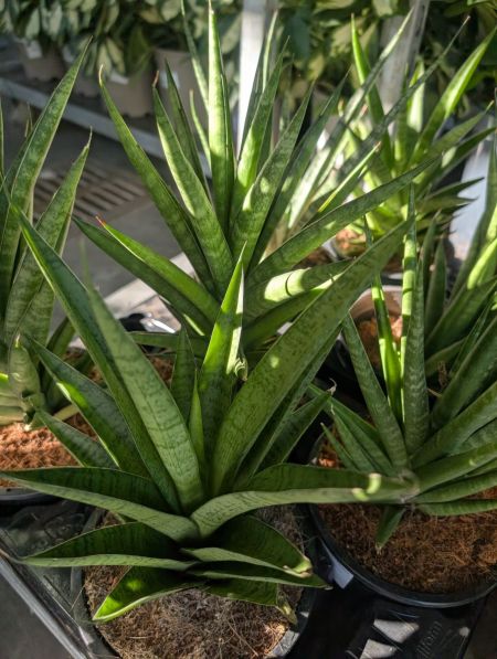 SANSEVERIA FRANCISI 8€