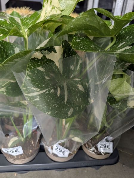 MONSTERA-THAI-CONSTELLATION    29€ MONSTERA-THAI-CONSTELLATION    29€