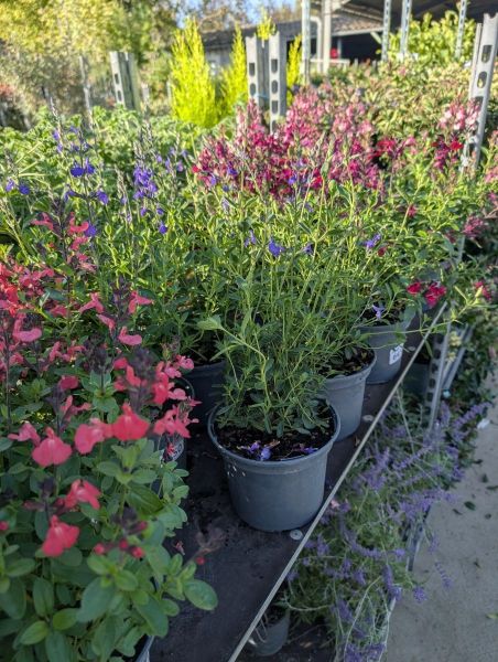 SAUGES A FLEURS DIVERSES COULEURS  6€50 SAUGES A FLEURS DIVERSES COULEURS  6€50
