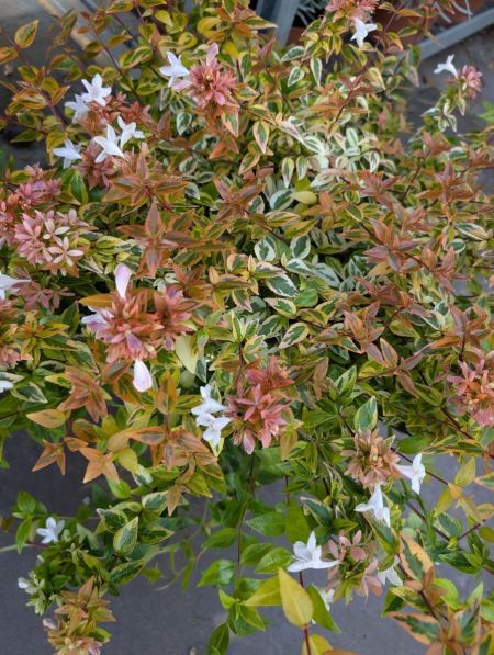 ABELIA-KALEIDOSCOPE    à partir  de 9€ / 12€50/ 19€