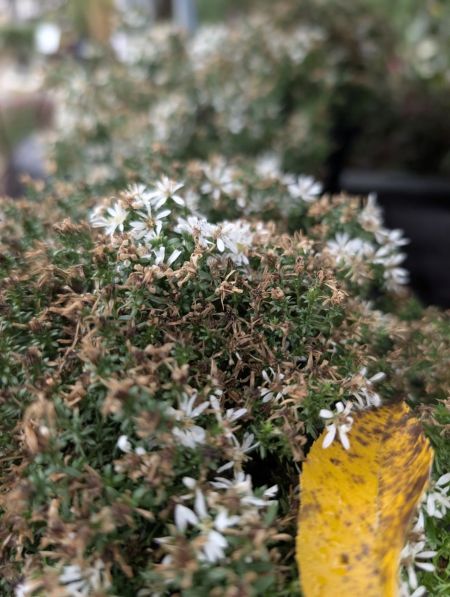 ASTER-ERICOIDE-PROSTRATUS-SNOW-FLURRY