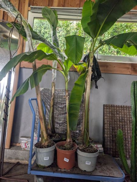 BANANIER-MIX-2 BANANIER-MIX-2