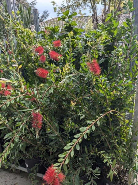 CALLISTEMON-ROUGE-EXTRA 16€50 CALLISTEMON-ROUGE-EXTRA 16€50