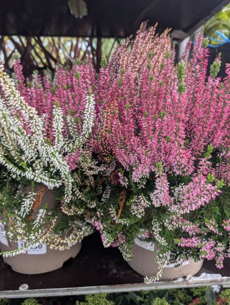 CALLUNA XL 16€50 CALLUNA XL 16€50