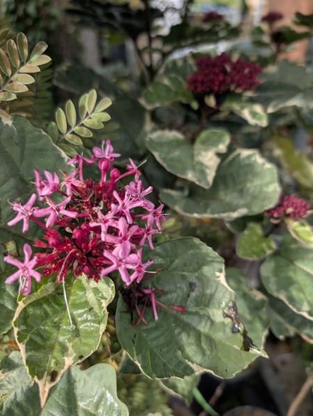 CLERODENDRON 19€ CLERODENDRON 19€