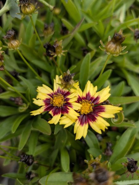 COREOPSIS-DOUBLE-SUN COREOPSIS-DOUBLE-SUN