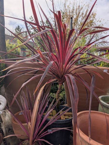 CORDYLINE-RED-STAR CORDYLINE-RED-STAR