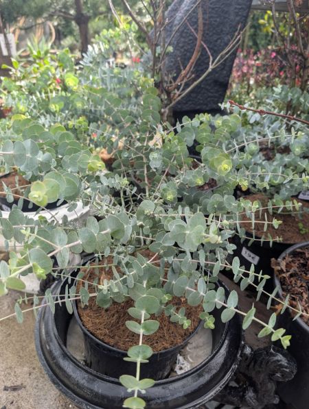 EUCALYPTUS-BABY-BLUE   19€50