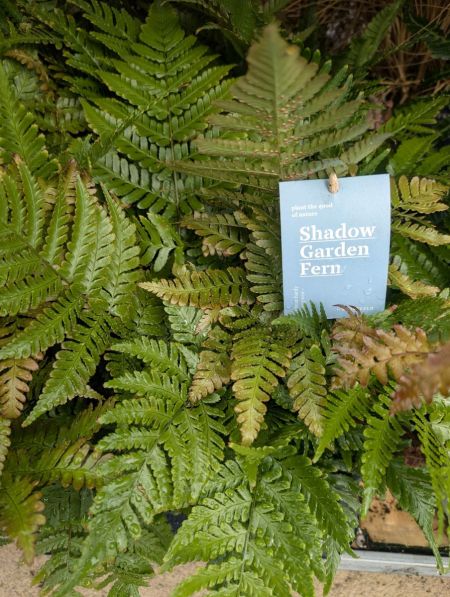 FOUGERE-DRYOPTERIS-ERYTHROSORA 9€50 FOUGERE-DRYOPTERIS-ERYTHROSORA 9€50