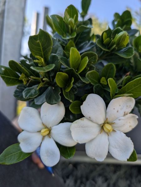 GARDENIA-KLEIM-PERSISTANT    12€50