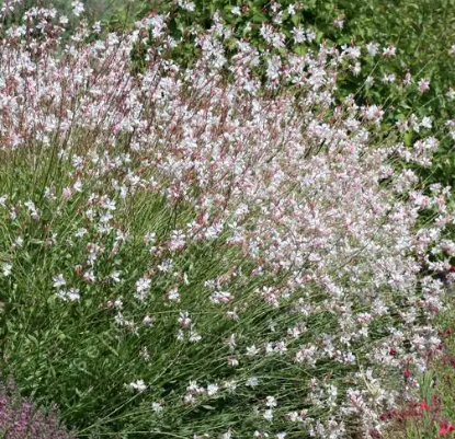 GAURA-LINDHEIMERI-BLANC   7€50
