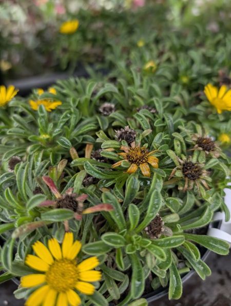 GAZANIA-RIGENS GAZANIA-RIGENS