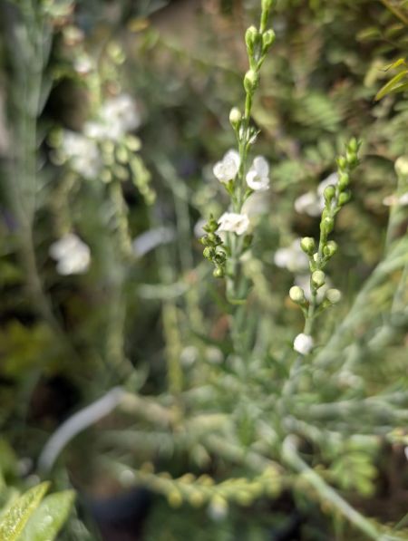 GOMPHOSTIGMA