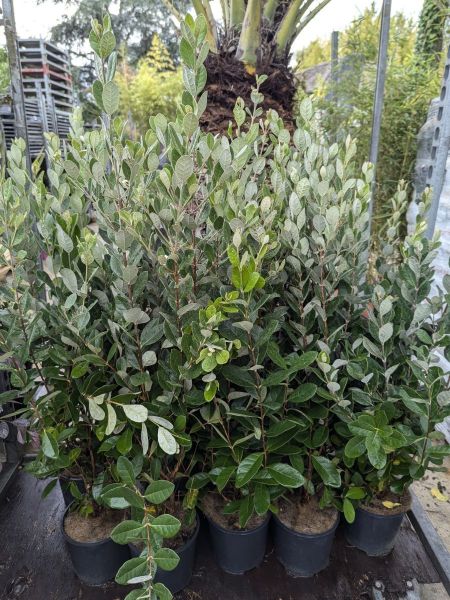 FEIJOA SELLOWIANA - FEIJOA SELLOWIANA -