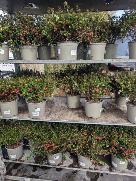 GOYAVIER-DU-CHILI-UGNI-M-PRETTY-BERRY x1=17€50 x2=12€50 GOYAVIER-DU-CHILI-UGNI-M-PRETTY-BERRY x1=17€50 x2=12€50