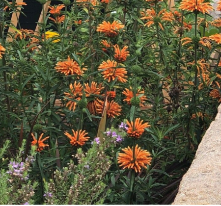 LEONOTHIS LEONORUS LEONOTHIS LEONORUS