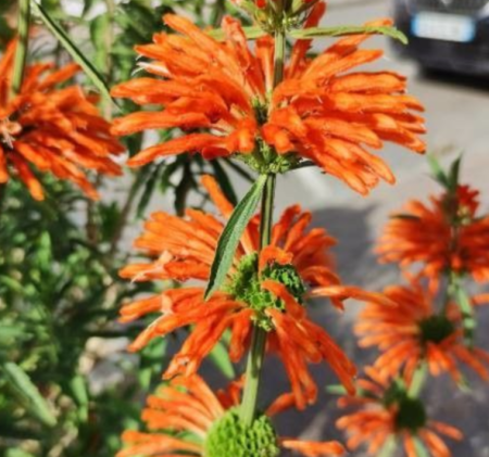 LEONOTHIS-ORANGE LEONOTHIS-ORANGE