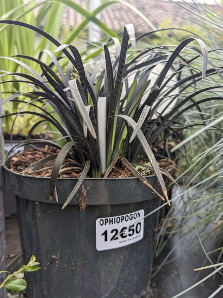 OPHIOPOGON-MUGUET JAPONAIS NOIR OPHIOPOGON-MUGUET JAPONAIS NOIR
