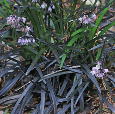 OPHIOPOGON OPHIOPOGON