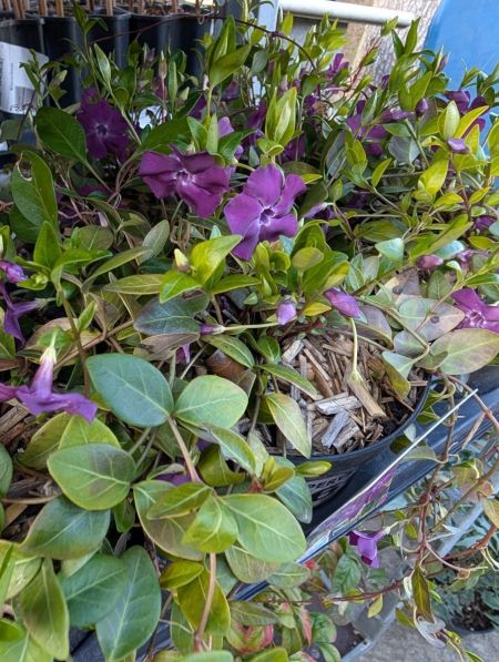 VINCA MINOR EN godet 3€ VINCA MINOR EN godet 3€