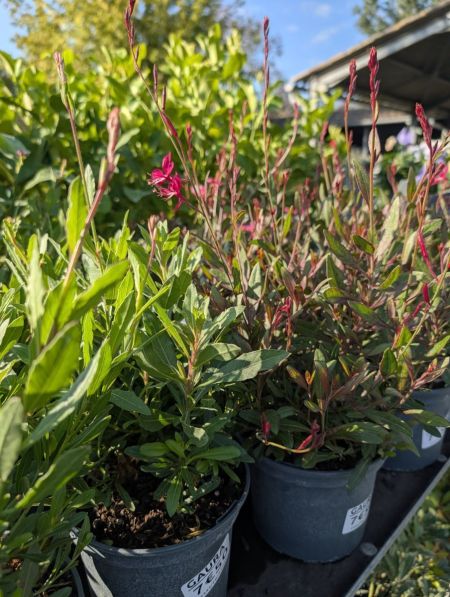 GAURA DIVERSES COULEURS  -   7€50