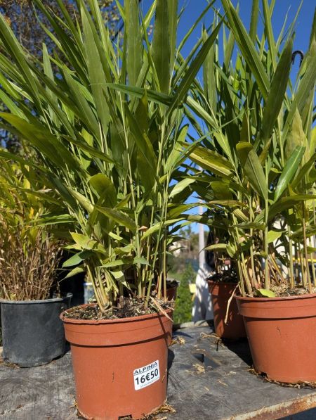 ALPINIA GALANGA ALPINIA GALANGA