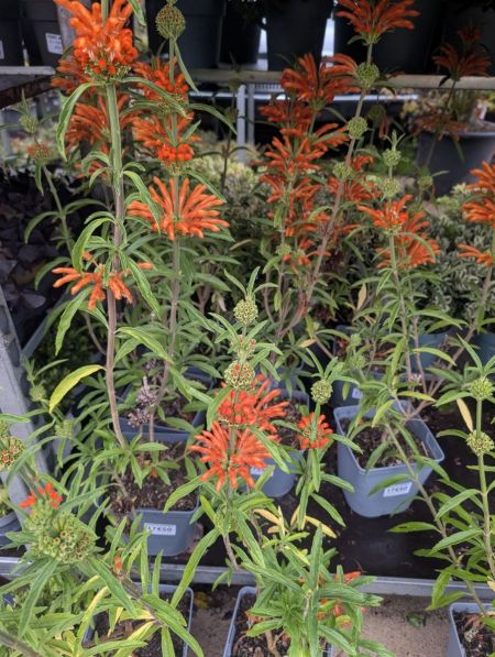 LEONOTIS LEONORUS LEONOTIS LEONORUS