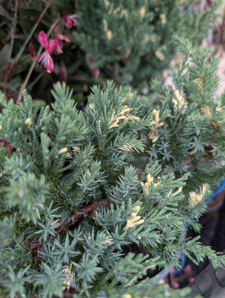 JUNIPERUS  PANACHÉ   COUVRESOL  -  19€ JUNIPERUS  PANACHÉ   COUVRESOL  -  19€
