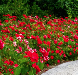 ROSA-CHINENSIS-SANGUINEA 9€50 ROSA-CHINENSIS-SANGUINEA 9€50