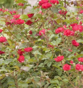 ROSIER-FAIRY-COUVRESOL- ROUGE 9€50 ROSIER-FAIRY-COUVRESOL- ROUGE 9€50