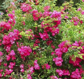 ROSIER-FAIRY-COUVRESOL- ROSE FONCÉ 9€50 ROSIER-FAIRY-COUVRESOL- ROSE FONCÉ 9€50