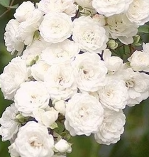 ROSIER-FAIRY-COUVRESOL BLANC 9€50 ROSIER-FAIRY-COUVRESOL BLANC 9€50