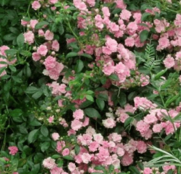 ROSIER-FAIRY-COUVRESOL ROSE 9€50 ROSIER-FAIRY-COUVRESOL ROSE 9€50