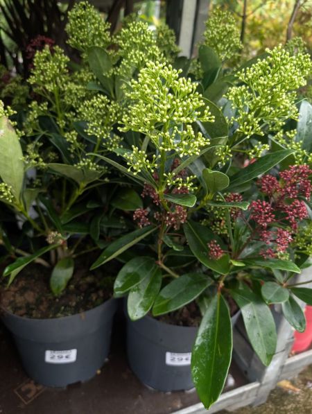 SKIMMIA SKIMMIA