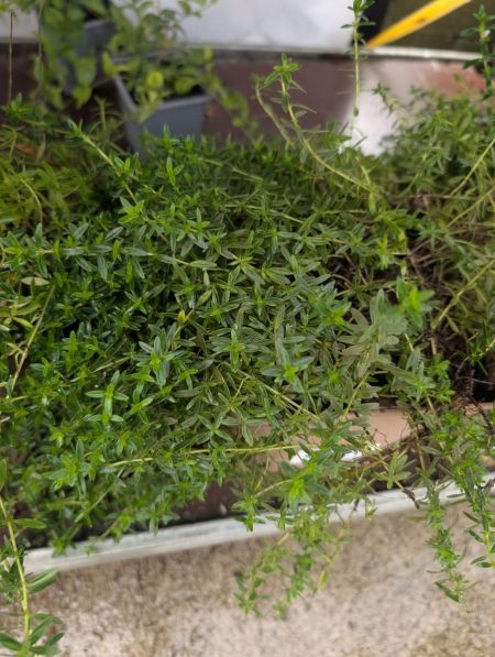 THYM -NITENS THYM -NITENS