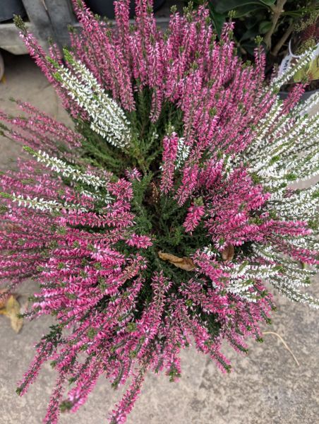 BRUYERE-CALLUNA-EXTRA   16€50 BRUYERE-CALLUNA-EXTRA   16€50