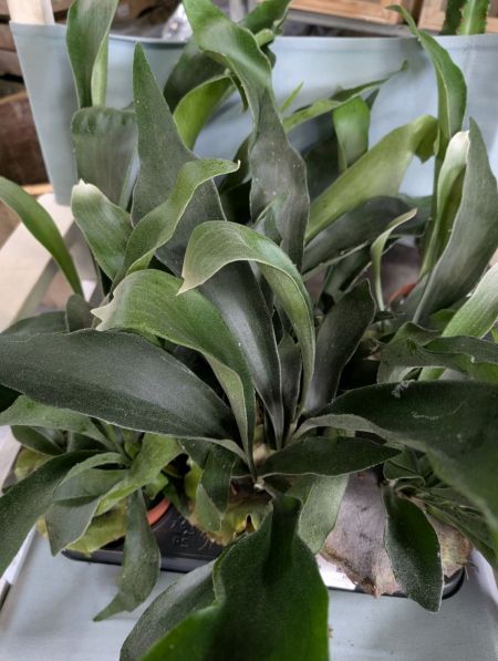 PLATYCERIUM PLATYCERIUM
