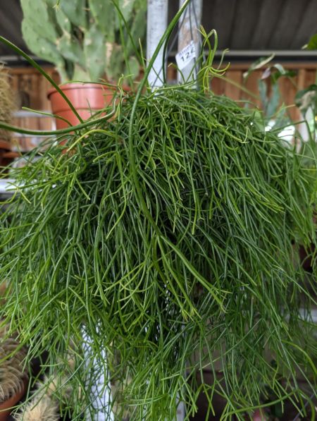 RHIPSALIS-SUSPENSION  12€50 RHIPSALIS-SUSPENSION  12€50