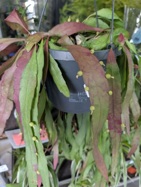 RHIPSALIS 12€50 RHIPSALIS 12€50