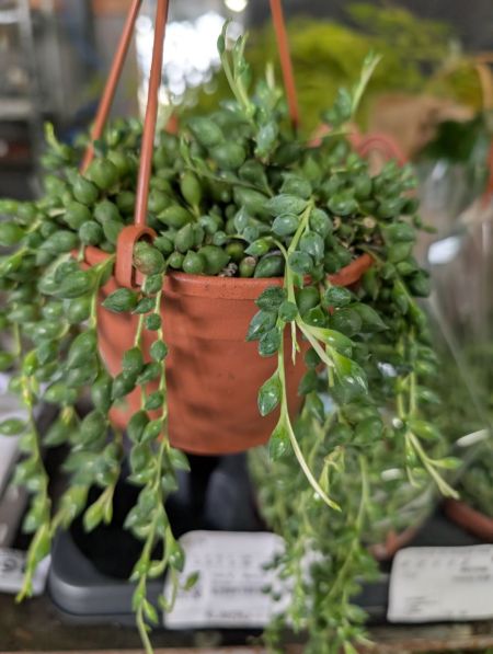 SENECIO   9€50 SENECIO   9€50