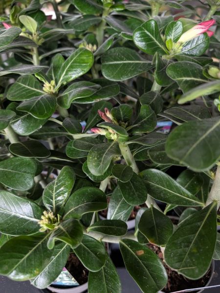 adenium-ROse-du-desert  x3=6€ et x1=9€ adenium-ROse-du-desert  x3=6€ et x1=9€