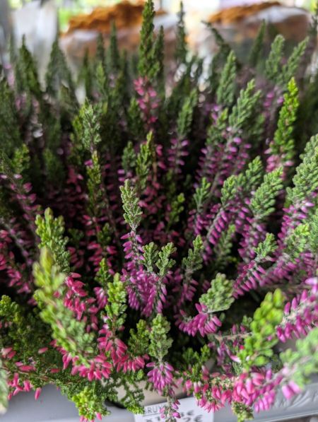 BRUYERE-calluna wibos twin     x3=2€ et x1=3€