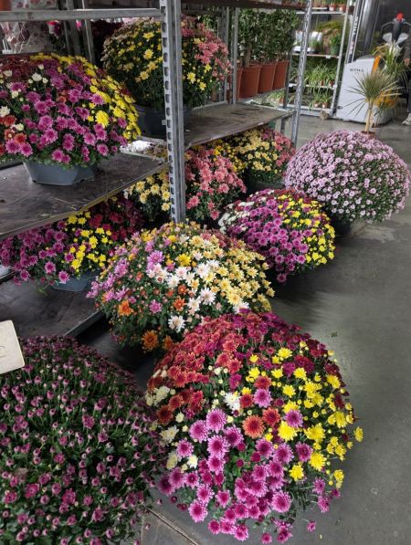 CHRYSANTHME-JUMBO-XXL   25€