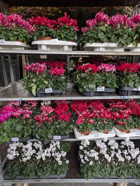 CYCLAMEN x4=3€ et x1=4€ CYCLAMEN x4=3€ et x1=4€