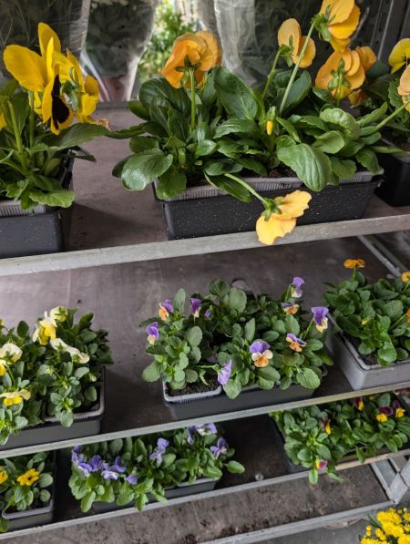 PENSEE    x6 et + = 0.85€   x1=1€