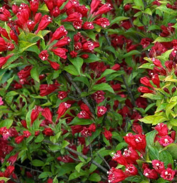 WEIGELIA-ROUGE     12€50