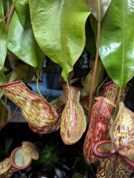 NEPENTHE-PLANTE-CARNIVORE-3 NEPENTHE-PLANTE-CARNIVORE-3