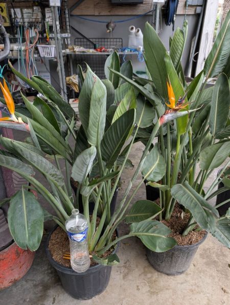 STRELIZIA-OISEAU-DE-PARADIS STRELIZIA-OISEAU-DE-PARADIS